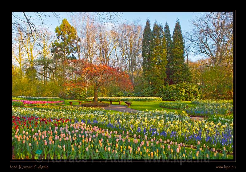 Keukenhof Hollandia 119.jpg